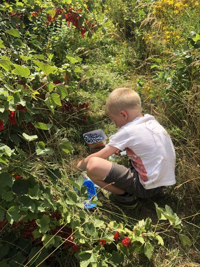petits fruits les Jardins du Moulin à Vent