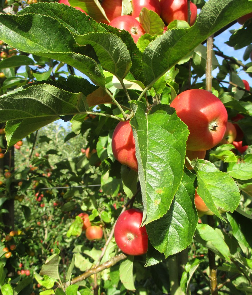 pommes Jardins du Moulin à Vent