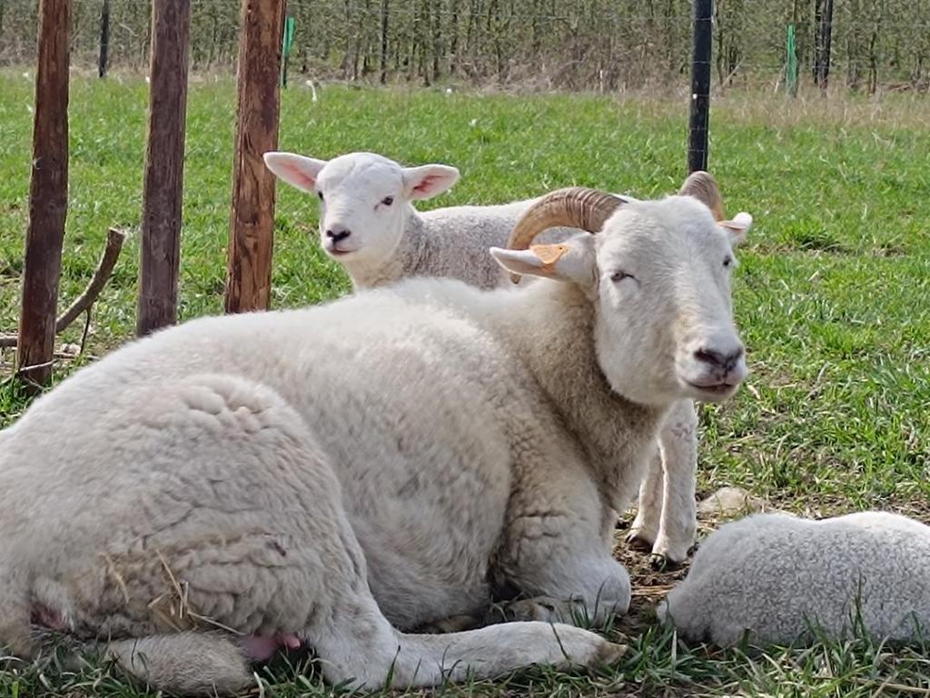 moutons les Jardins du Moulin à Vent