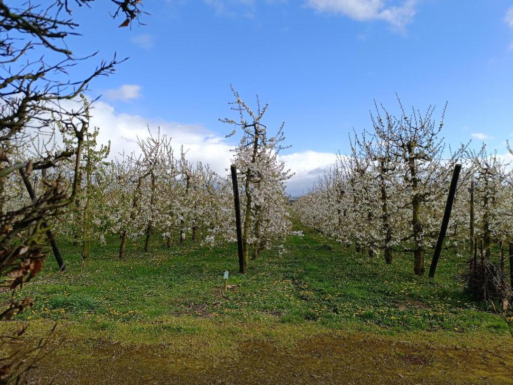 cerisiers Jardins du Moulin à Vent