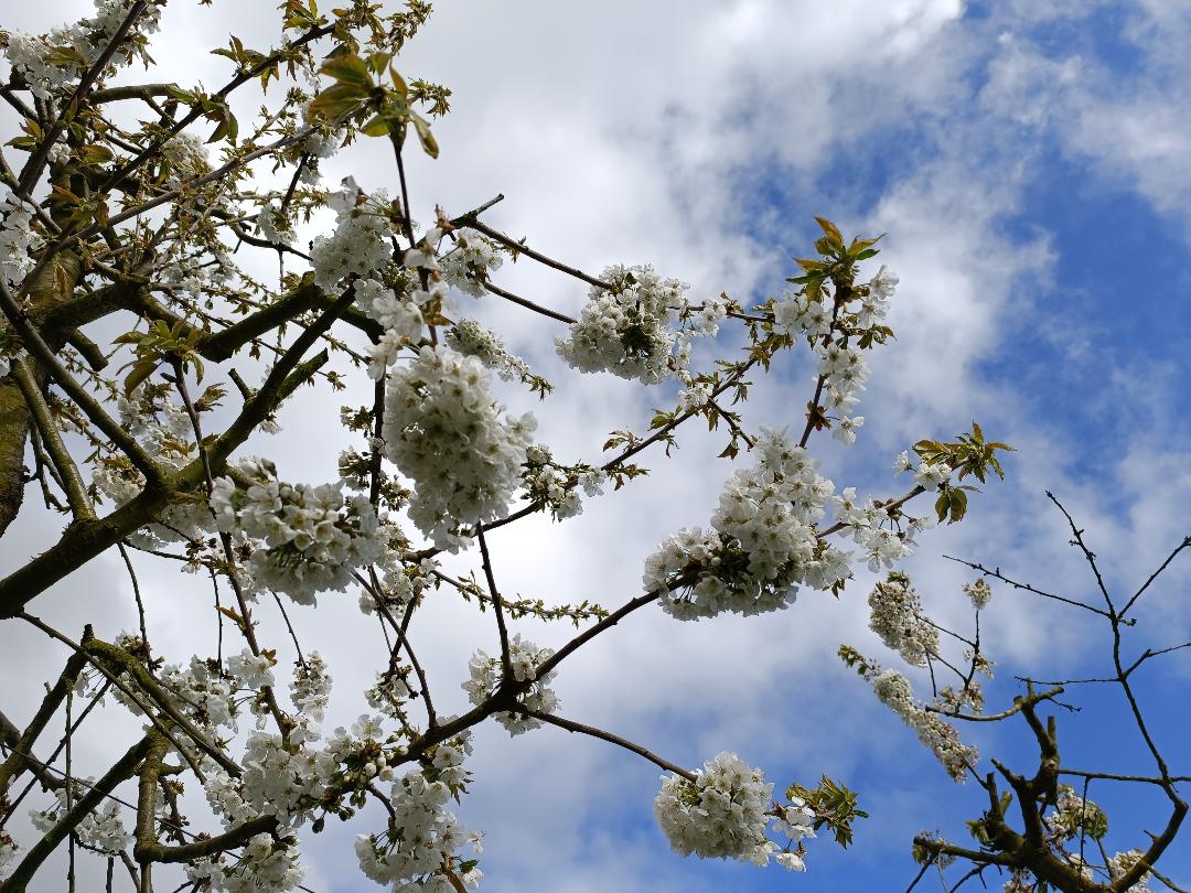 cerisiers en fleur les Jardins du Moulin à Vent