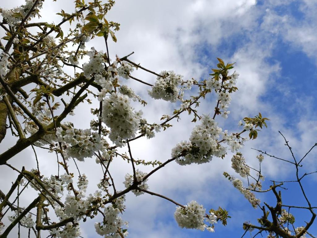 cerises Jardins du Moulin à Vent