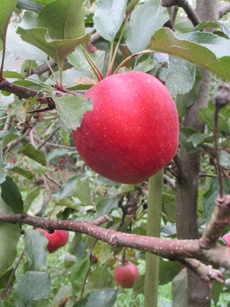 fête de la pomme aux Jardins du Moulin à Vent