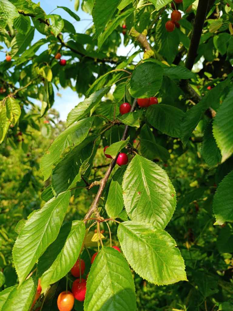 autocueillette cerises verger