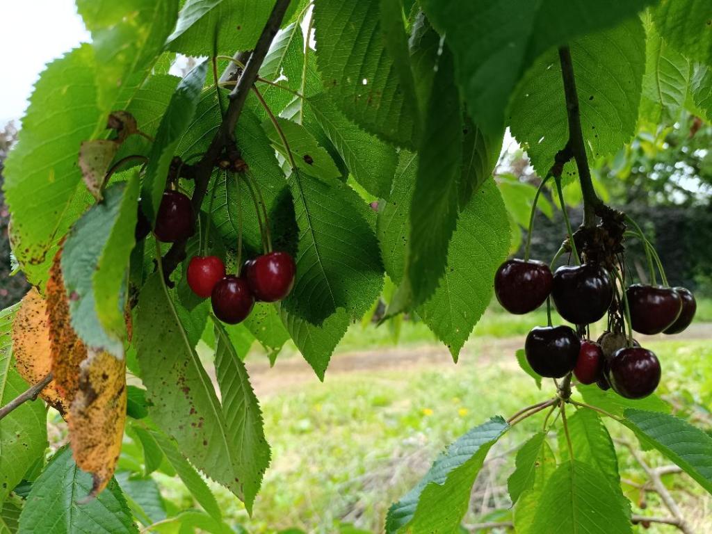 cerises autocueillette
