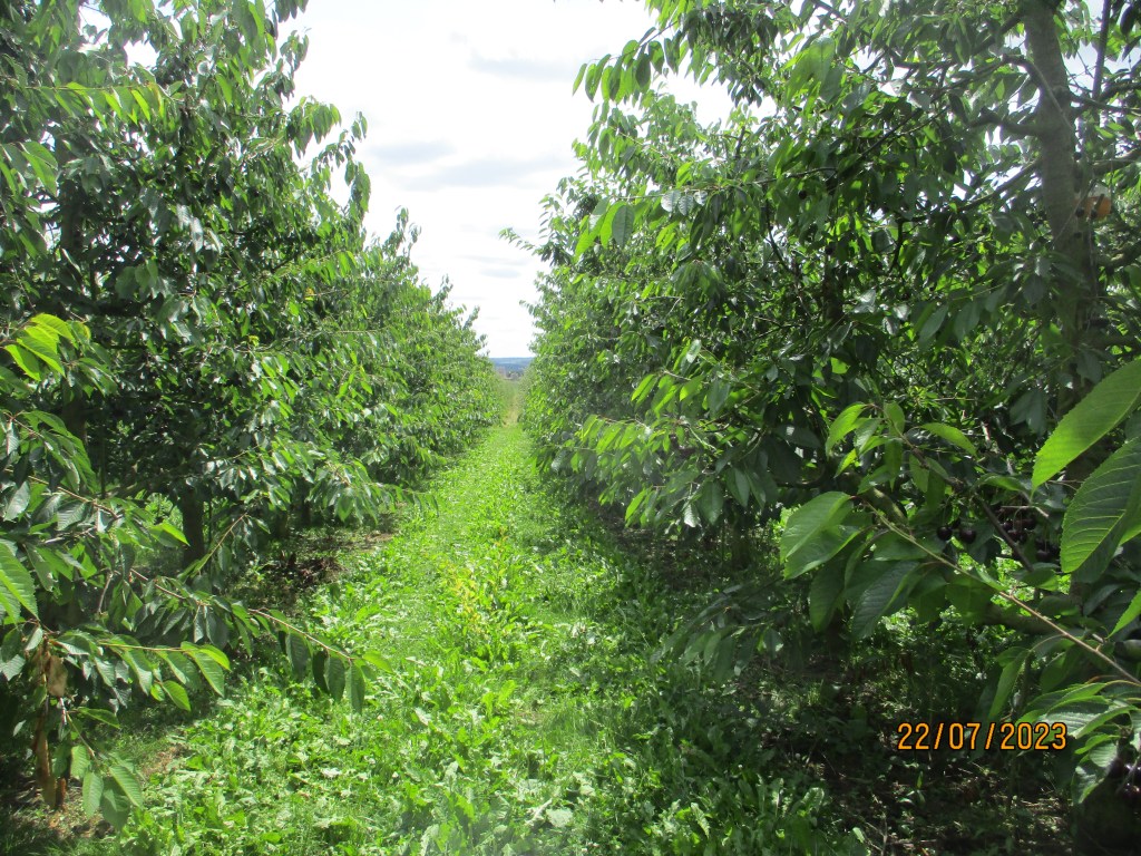 autocueillette verger cerises