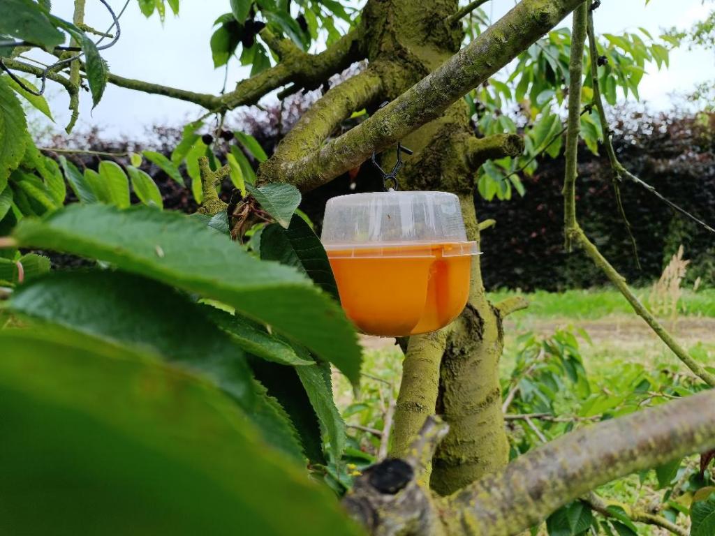 cerises autocueillette