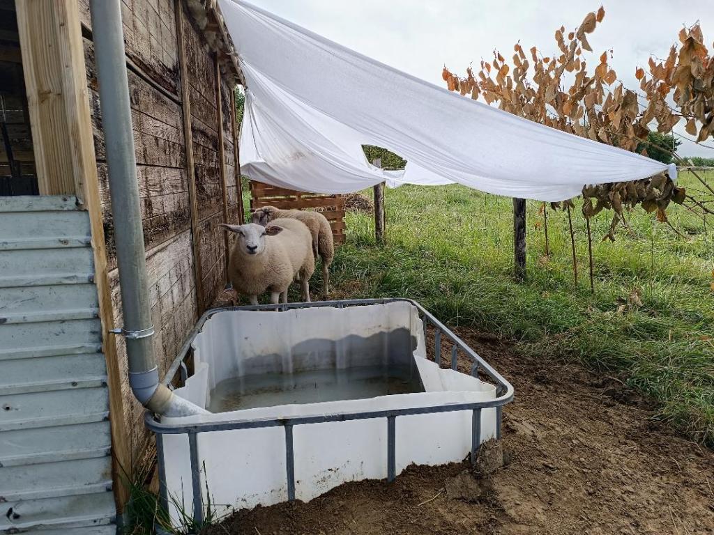 abreuvoir et tente solaire moutons