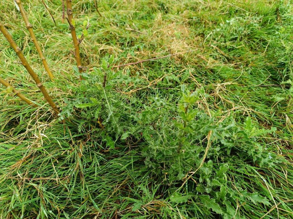chardons prairie moutons