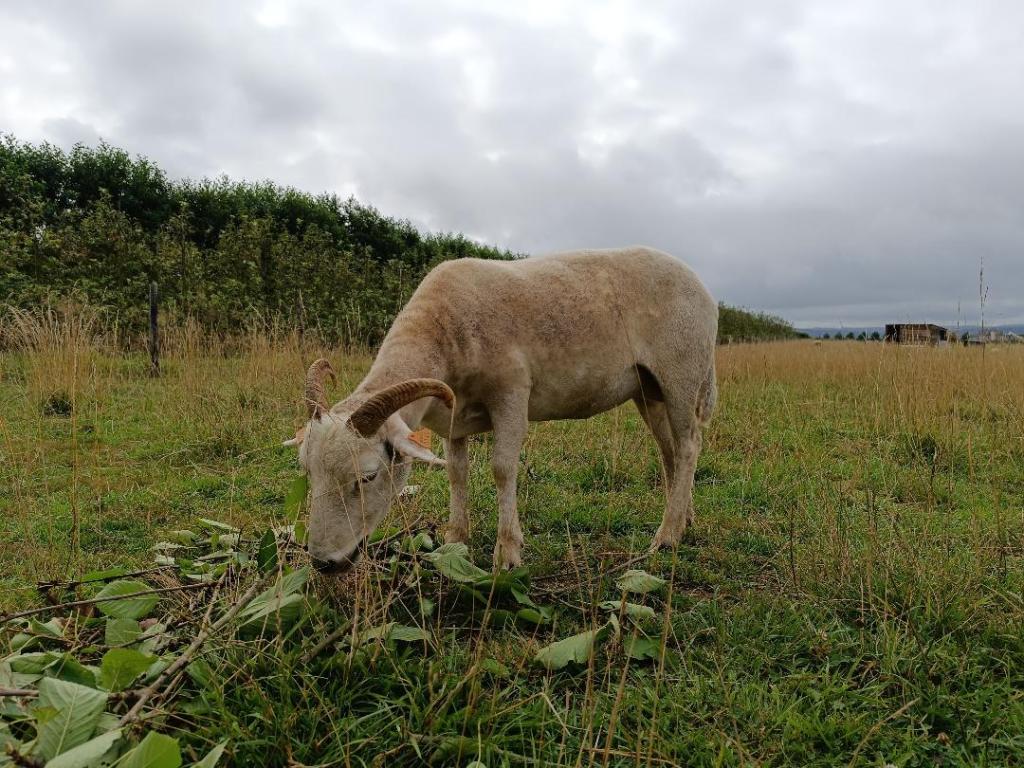 Cornella mange des feuilles de cerisiers