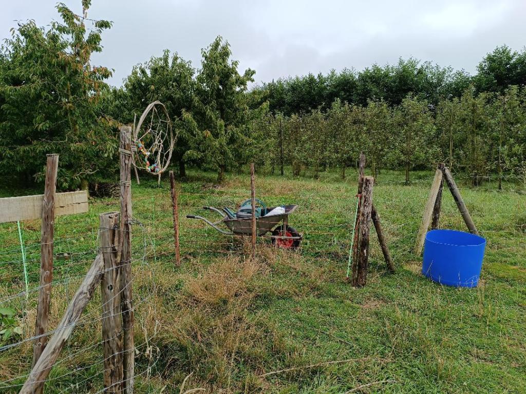 transport de l'eau moutons