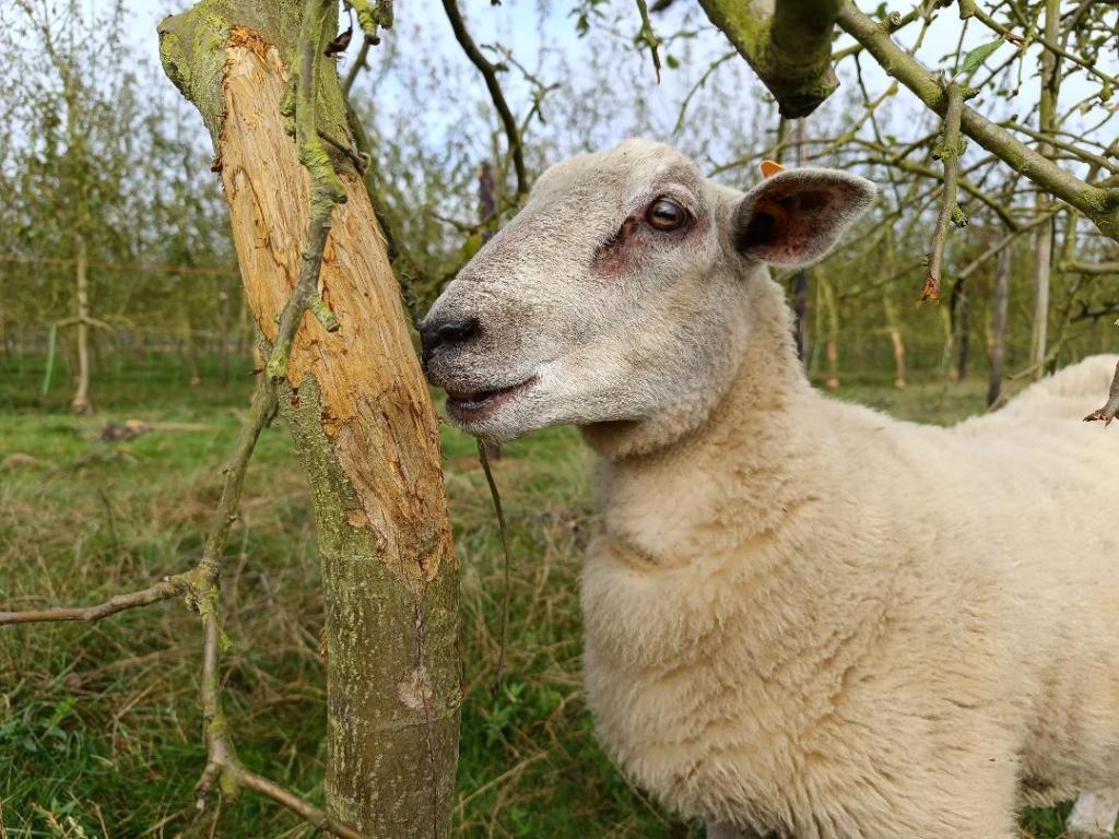 Nez-noir mange de l'écorce