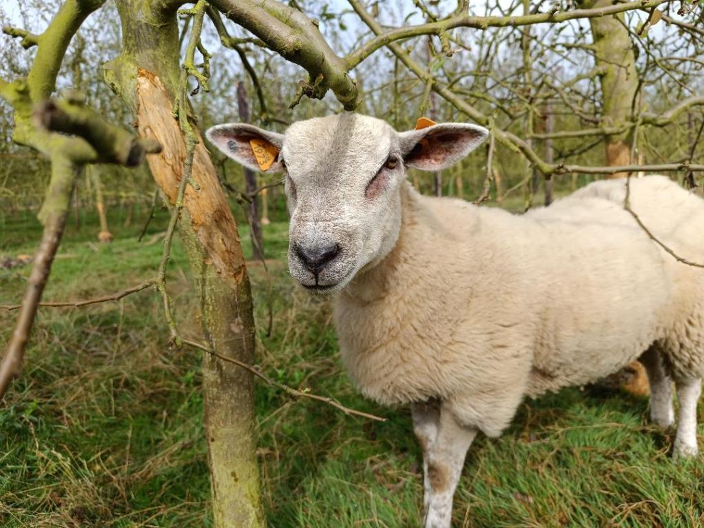Un été contrasté au&nbsp;verger