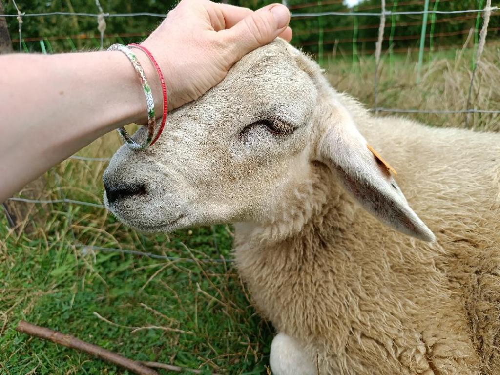 Rachid fièvre catharale