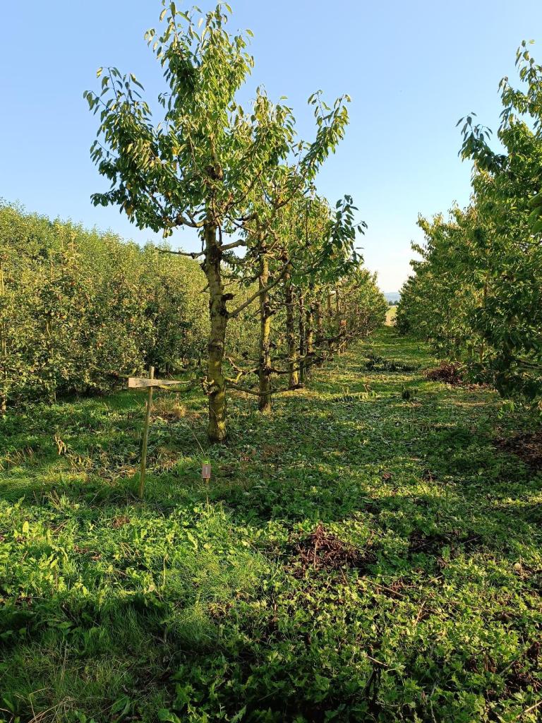 cerisier bucheronnage