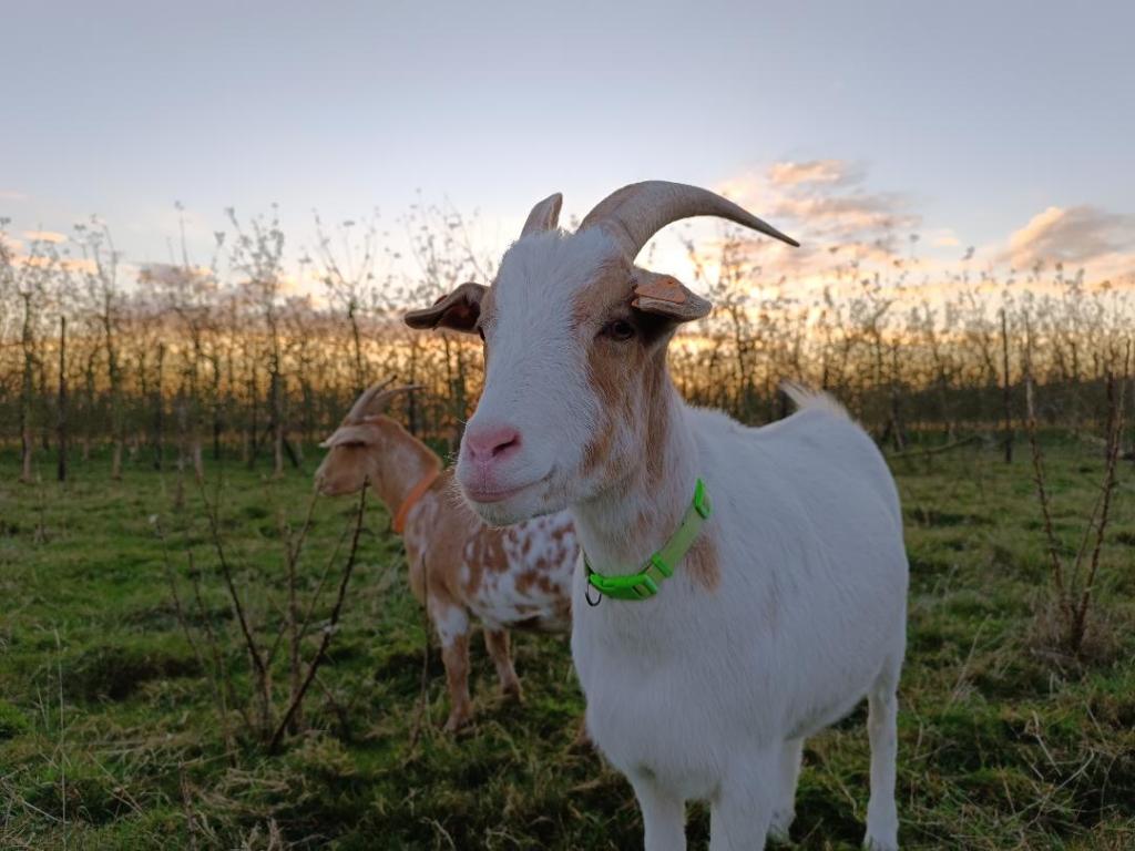 bouc coucher de soleil
