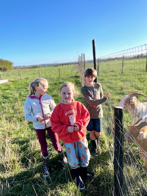 stage enfants et boucs animaux de la ferme