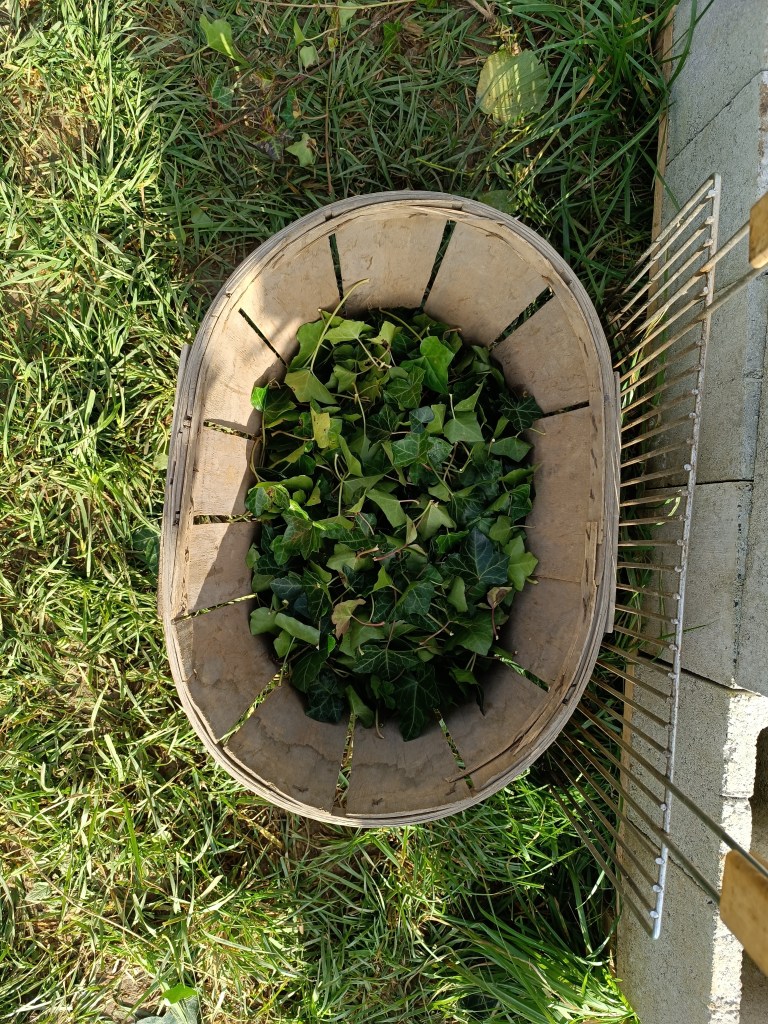 stage enfants lessive lierre