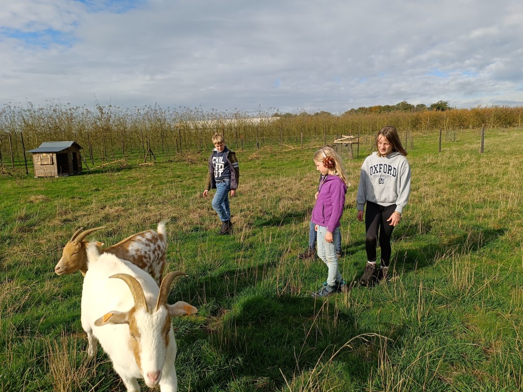 stage enfants et animaux de la ferme