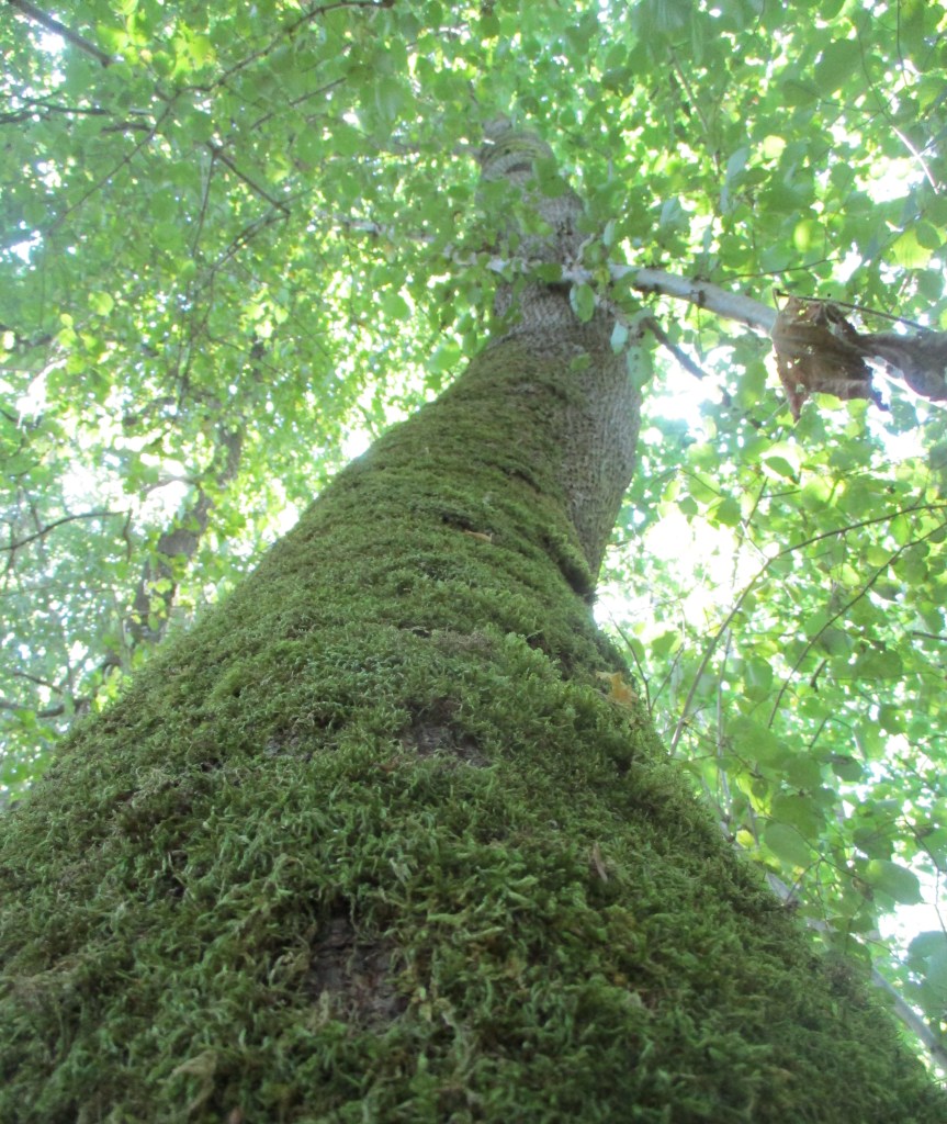 arbre éléphant Niersant